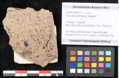 Foto (Objekt + Etikett) von Araucaria sternbergii Goeppert (NHMW-GEO-2024-0188-8271)